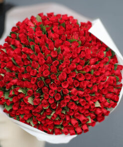 Kimp 301 punast roosi